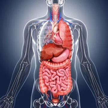 Human internal organs, artwork 스톡 일러스트
