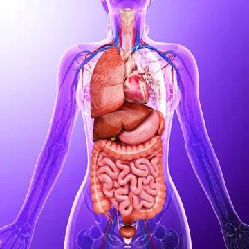 Human internal organs, artwork Stock Illustration