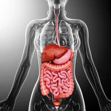 Human internal organs, artwork Stock Illustration