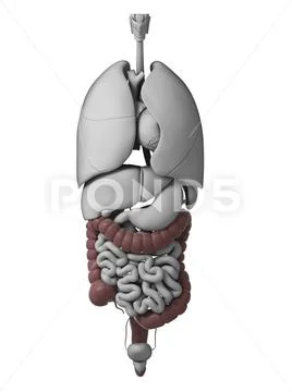 Human internal organs, artwork: Graphic #75512493