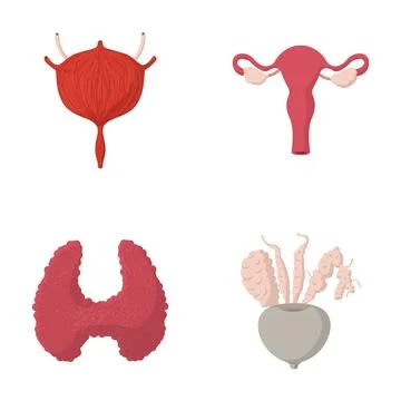 Human internal organs bladder uterus thyroid prostate gland Stock Illustration