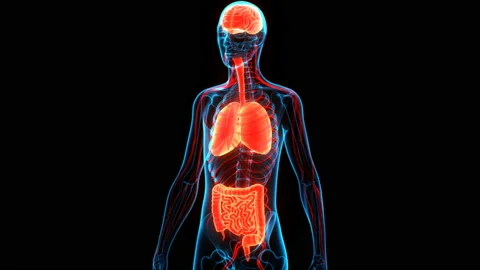 Human Internal Organs Brain, Lungs with Intestine Anatomy Animation Concept Stock Footage 137082760