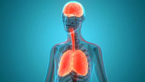 Human Internal Organs Brain with Lungs Anatomy Animation Concept Stock-Footage 138183975