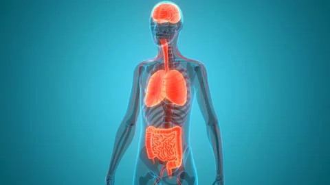 Human Internal Organs Brain, Lungs with Intestine Anatomy Animation Concept Stock Footage 138186331