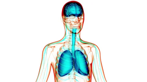 Human Internal Organs Brain with Lungs Anatomy Animation Concept Stock Footage 148310441