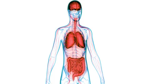 Human Internal Organs Brain, Lungs with Intestine Anatomy Animation Concept 動画素材 148310890