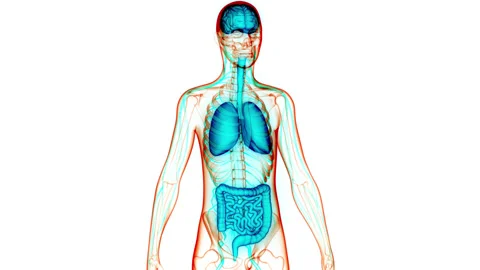 Human Internal Organs Brain, Lungs and Intestine Anatomy Animation Concept Vídeo Stock 148311259