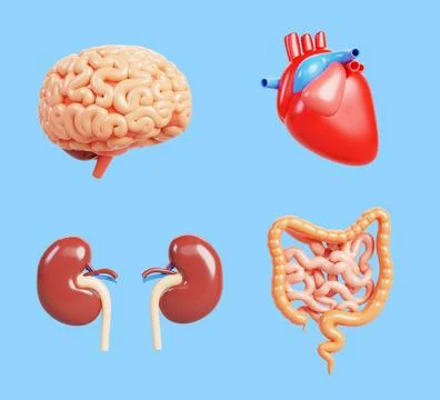 Human internal organs cartoon 3d render icon set. Isolated brain, heart, kidneys Illustrazione stock