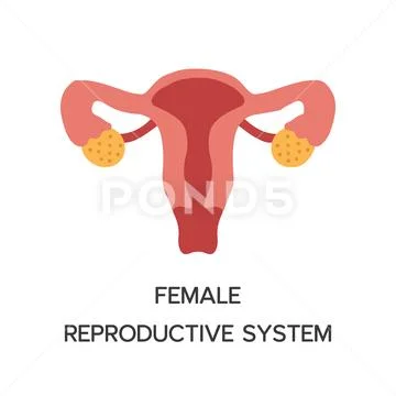 Female human body anatomy stock illustration. Illustration of
