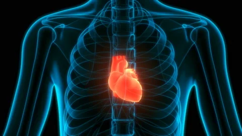 Human Internal Organs Circulatory System Heart Anatomy Animation Concept 库存影片 132225040