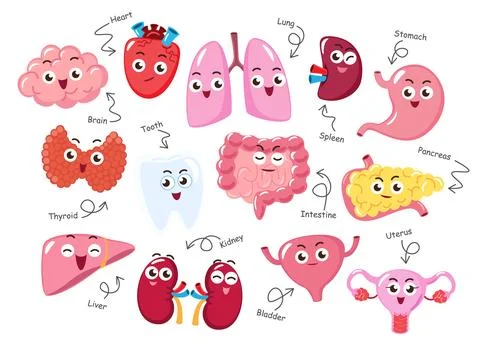 Human internal organs . Collection of cute funny medical cartoon characters.. Stock Illustration