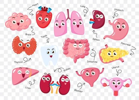 Human internal organs . Collection of cute funny medical cartoon characters.. Stock Illustration