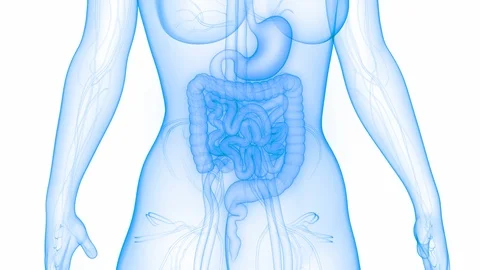 Human Internal Organs Digestive System Anatomy Video stock 118643959