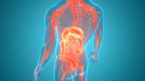 Human Internal Organs Digestive System Anatomy Stock Illustration