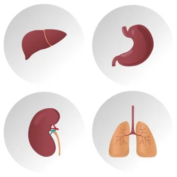 Human internal organs flat vector icons. Set of vital organs, illustration of Stock Illustration