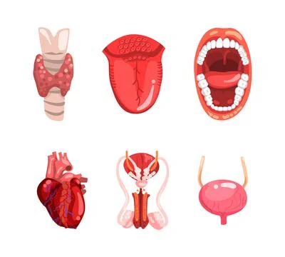 Human Internal Organs with Heart, Thyroid Gland, Tongue, Mouth, Bladder and 스톡 일러스트