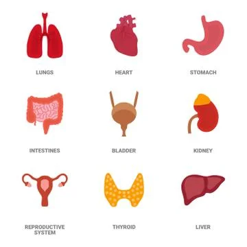 Human internal organs icon set. Vector illustration in cartoon style isolated on Illustrazione stock