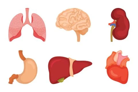Human internal organs icon set. Vector illustration in cartoon style isolated Stock Illustration