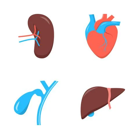Human internal organs icon set in flat style Stock Illustration