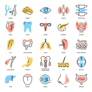 Human internal organs icon set in colored line style Illustrazione stock