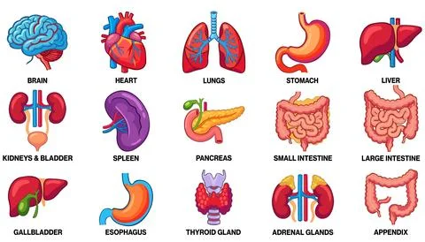 Human internal organs icon set Ilustração Stock