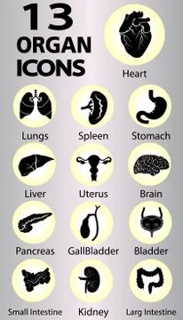 Human internal organs Stock Illustration