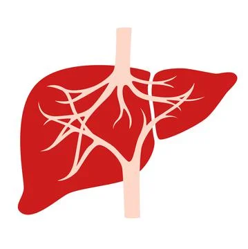 Human internal organs Stock Illustration