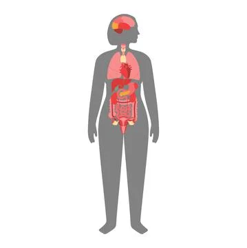 Human internal organs Stock Illustration