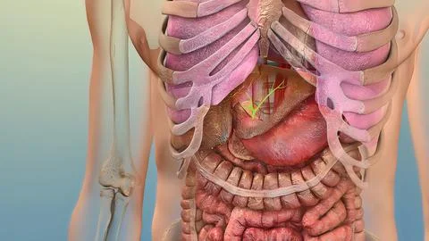 Human internal organs Stock Illustration