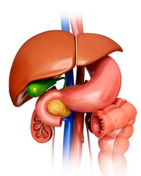 Human internal organs, illustration Stock Illustration