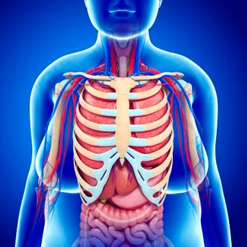 Human internal organs, illustration Illustrazione stock