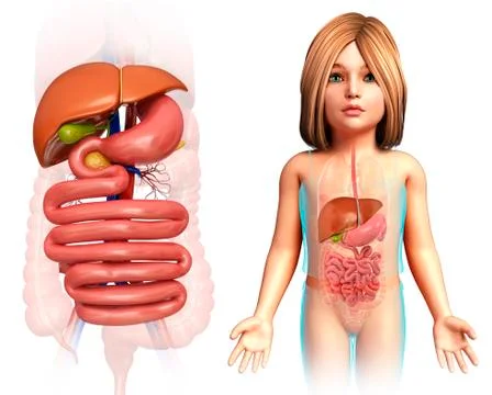 Human internal organs, illustration Stock Illustration