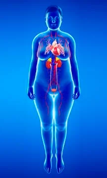 Human internal organs, illustration Illustrazione stock