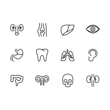 Human internal organs line set icons. Medical anatomical symbols. Modern Stock Illustration