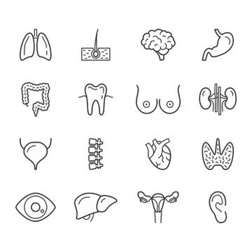 Human internal organs linear icons set. Body anatomy thin line editable vector Stock Illustration