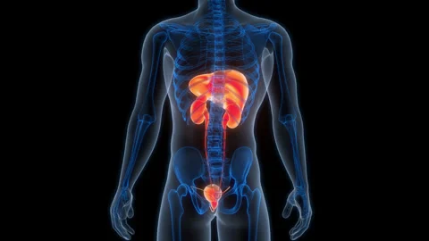 Human Internal Organs Liver with Urinary System Anatomy Animation Concept Stock Footage 266531713