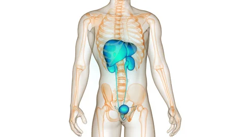 Human Internal Organs Liver with Urinary System Anatomy Animation Concept Stock Footage 281578481