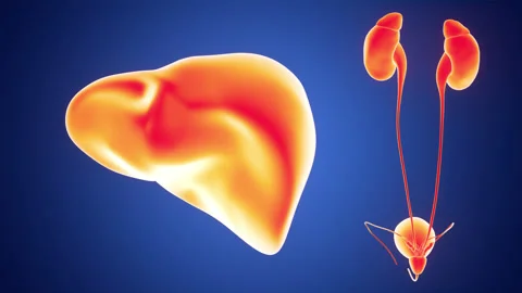 Human Internal Organs Liver with Urinary System Animation Concept Stock-Footage 286011931