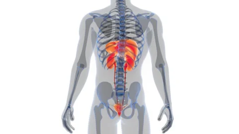 Human Internal Organs Liver with Urinary System Anatomy Animation Concept Video stock 286014306