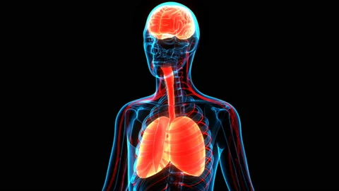 Human Internal Organs Lungs with Brain Anatomy Animation Concept Stock-Footage 137082324