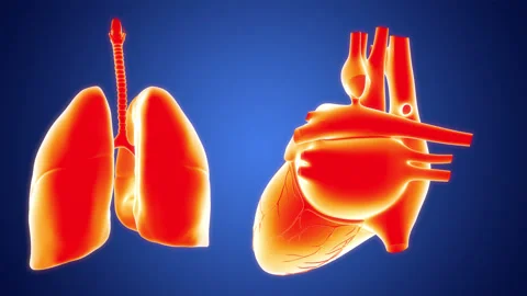Human Internal Organs Lungs with Heart Anatomy Animation Concept Stock Footage 286011760