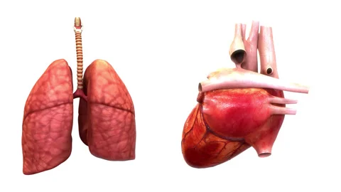 Human Internal Organs Lungs with Heart Anatomy Animation Concept Stock Footage 286014762
