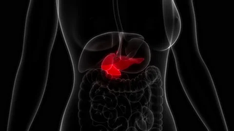 Human Internal Organs Pancreas with Gallbladder Anatomy Animation Concept 動画素材 150917551