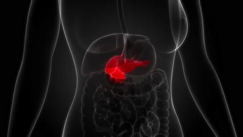 Human Internal Organs Pancreas with Gallbladder Anatomy Animation Concept Video stock 150917568
