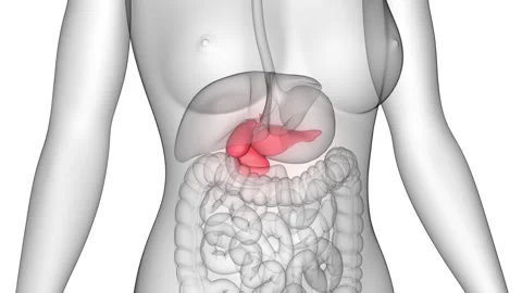 Human Internal Organs Pancreas with Gallbladder Anatomy Animation Concept Vidéo 150917584