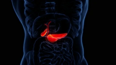 Human Internal Organs Pancreas with Gallbladder Anatomy Animation Concept Видео 165346451