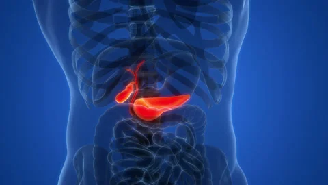 Human Internal Organs Pancreas with Gallbladder Anatomy Animation Concept Видео 200860211