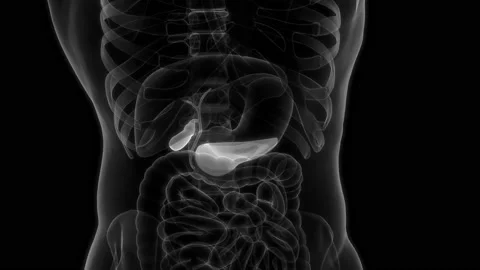 Human Internal Organs Pancreas with Gallbladder Anatomy Animation Concept Stock Footage 200868450