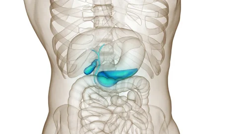 Human Internal Organs Pancreas with Gallbladder Anatomy Animation Concept Stock Footage 200876033