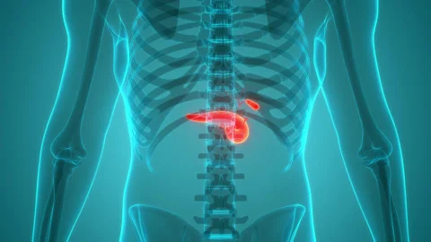 Human Internal Organs Pancreas with Gallbladder Anatomy Animation Concept Stock Footage 220341258